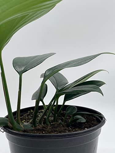 BubbleBlooms Dragon Tail Plant in a 6 inch Pot rhaphidophora decursiva,