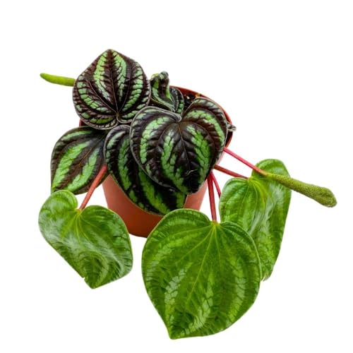 Peperomia Dragon Skin, 4 inch, Rare Pep, Exotic House Plant