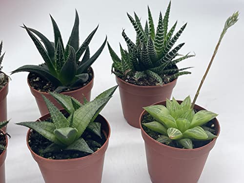 BubbleBlooms Haworthia Variety Assortment, 6 Different Haworthia Plants in 2 inch pots
