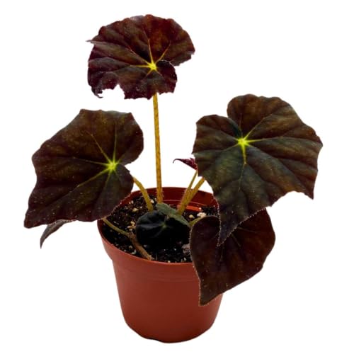 Harmony Foliage Begonia Joe Hayden Rhizomatous 4 inch