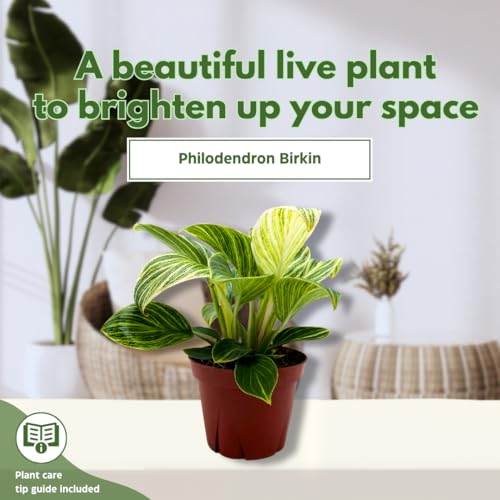 BubbleBlooms Philodendron Birkin Variegated 4 inch