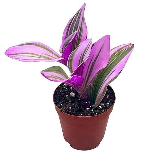 Pink Tradescantia Nanouk, Variegated Wandering Jew, Rare 2 inch Tiny Mini Pixie Plant