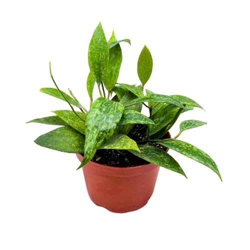 BubbleBlooms Hoya Rangsan, 6 inch Latifolia, Pink Flower Vining Wax Plant