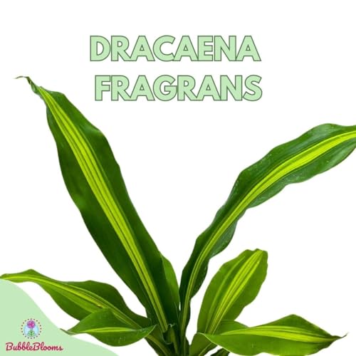BubbleBlooms Dracaena Fragrans, 4 inch Corn Plant, Inner Variegated, House Plant