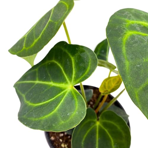 BubbleBlooms Anthurium Clarinervium Matuda in a 4 inch Pot Velvet Cardboard Rare Anthurium