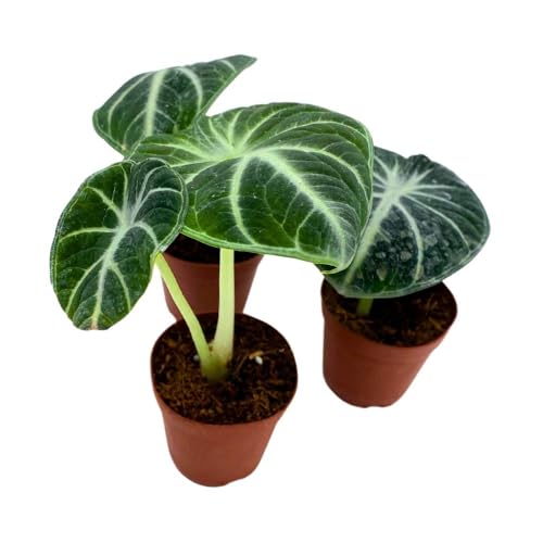 BubbleBlooms Alocasia Ninja, 2 inch Set of 3, Black Velvet Elephant Ear Tiny Mini Pixie Plants