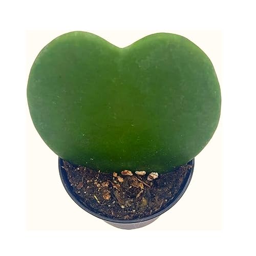BubbleBlooms Green Hoya Kerrii Heart in a 2 inch Pot Sweetheart Mother's Day Plant