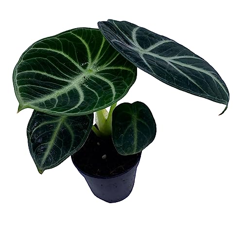 BubbleBlooms Alocasia Ninja, Black Ninja, Black Velvet Ninja in 2 inch Pot
