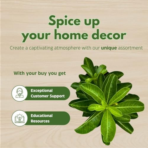 BubbleBlooms Desert Rose Flower Beauty 5 inch Pot Pink and White Variegated Exotic Rare Flower