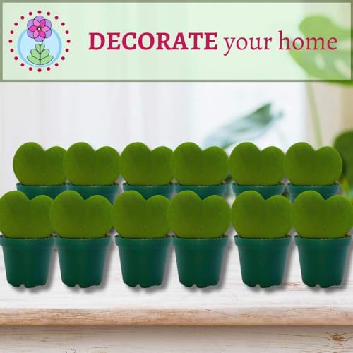 BubbleBlooms Hoya Kerrii Green Heart 12-Pack 2 inch Single Leaf No Node Sweetheart Mother's Day Valentine's Day Plant