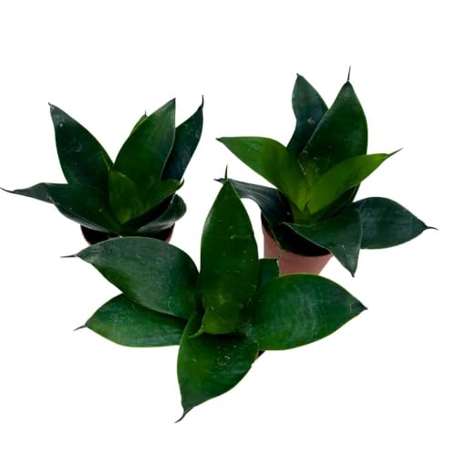 BubbleBlooms Jade Snake Plant 2 inch Set of 3 All Green Dwarf Rosette Sansevieria Tiny Mini Pixie Plants