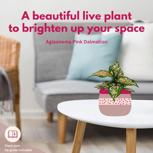 BubbleBlooms Aglaonema Pink Dalmation Chinese Evergreen Lady Valentine in 4 inch Pot