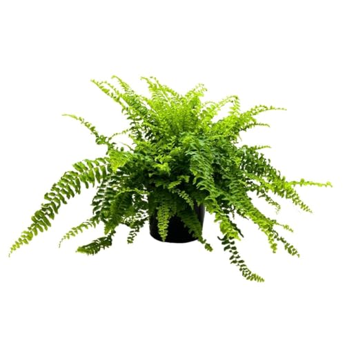 BubbleBlooms Boston Fern, in a 6 inch Pot, Nephrolepis exaltata,