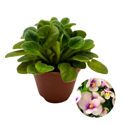 Harmony Foliage Mini African Violet Hunter's Butterfly Kisses 2 inch White Pink Flower