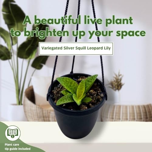 BubbleBlooms Variegated Silver Squill Leopard Lily Ledebouria Socialis, Hanging Basket