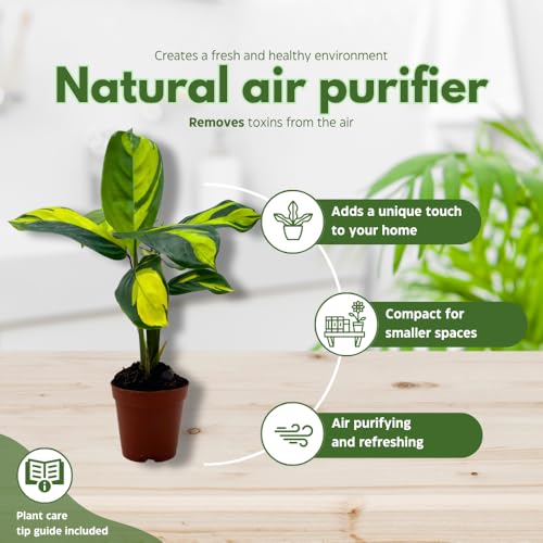 BubbleBlooms Calathea Pilosa in a 2 inch Pot Tiny Minie Pixie Plant