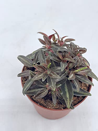 BubbleBlooms Peperomia Metallica in a 2 inch Pot Rare Pep