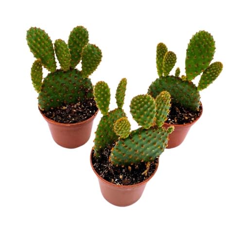 BubbleBlooms Red Bunny Ears Cactus, 2 inch Set of 3, Opuntia microdasys, Angel's Wings Tiny Mini Pixie Plants