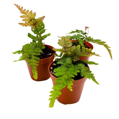 BubbleBlooms Mahogany Fern 2 inch Set of 3 Didymochlaena truncatula Tiny Mini Pixie Plants
