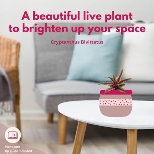 BubbleBlooms Cryptanthus Bivittatus, 2 inch Set of 3, Pink and Green Earth Star Tiny Mini Pixie Plants