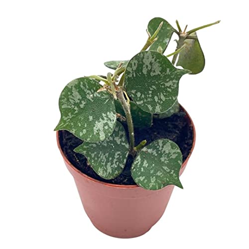 BubbleBlooms Hoya Curtisii in a 2 inch Pot Porcelain Flower, Hoya Aloha