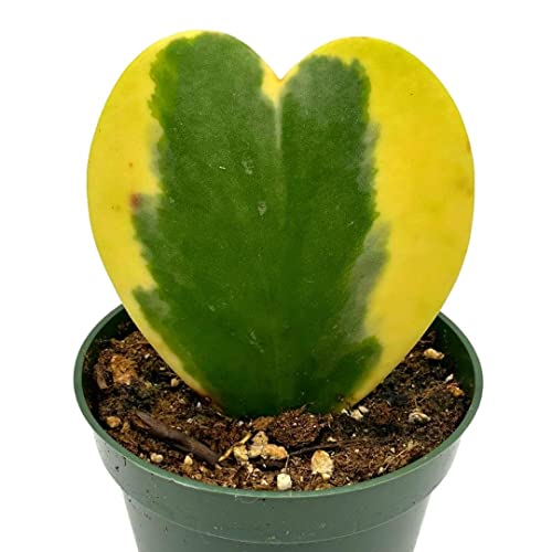 BubbleBlooms Hoya Variegated Kerrii Heart, in a 4 Inch Pot, Sweet Heart Plant, Heart Shaped Leaf, Valentine