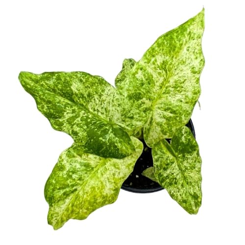 BubbleBlooms Alocasia Blizzard in a 4 inch Pot Marble Variegated Splash Very Rare Elephant Ear
