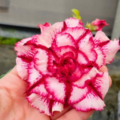 BubbleBlooms Desert Rose Guangyao in a 4 inch Pot Extremely Rare Flower