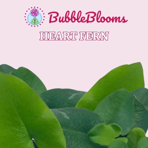 BubbleBlooms Heart Fern, Hemionitis Arifolia in a 4 inch Pot Heart Leaf, Tongue Fern