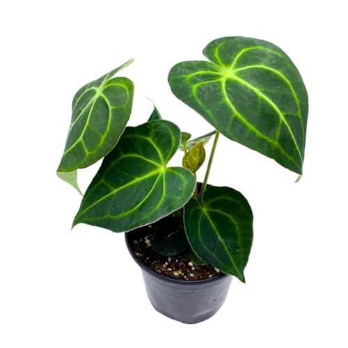 BubbleBlooms Anthurium Clarinervium Matuda in a 4 inch Pot Velvet Cardboard Rare Anthurium
