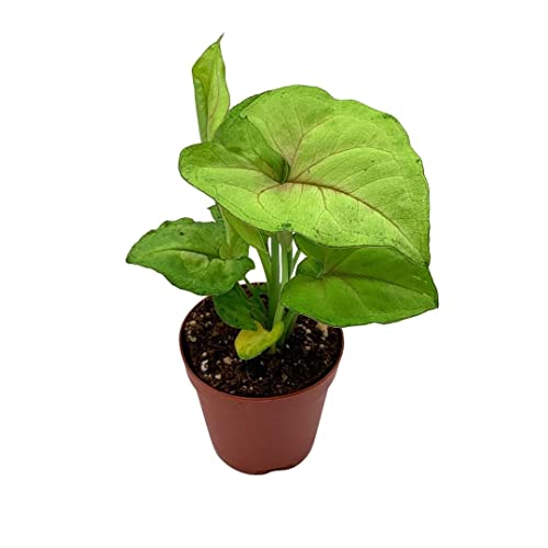BubbleBlooms Syngonium Cream Allusion in 2 inch Pot, Well Rooted Live Starter House Plant