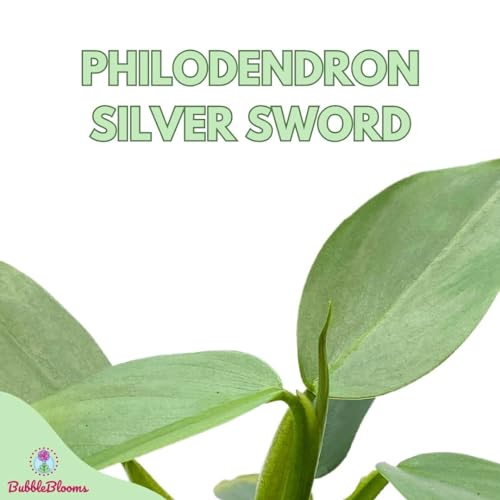 BubbleBlooms Philodendron Silver Sword in a 4 inch Pot