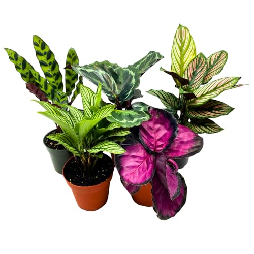 BubbleBlooms Calathea Assortment in 4 inch Pots Set of 5 Prayer Plants