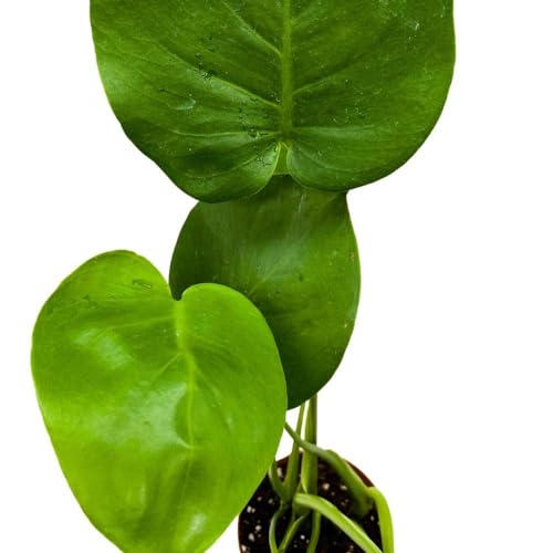 BubbleBlooms Monstera Deliciosa, 4 inch Split-Leaf Philo, Original Swiss Cheese Philodendron, Minimal Holes