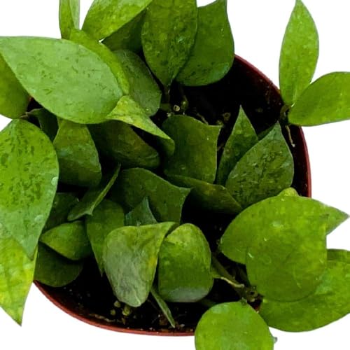 BubbleBlooms Hoya Krohniana Eskimo Super Silver, 4 inch Rare Exotic Indoor House Wax Plant