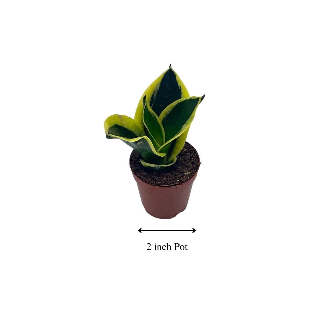 Black Gold Snakeplant, Green and Yellow Snake Plant, Variegated Sansevieria trifasciata, Well Rooted Healthy Beautiful Starter Succulent