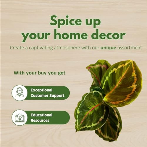 BubbleBlooms Calathea Medallion Set of 3 in 2 inch pots Tiny Mini Pixie Plant