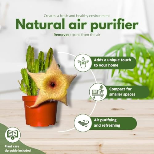 BubbleBlooms Stapelia gigantea, Giant Starfish Flower, Rare Huernia, in 6 inch Pot