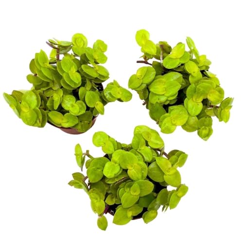 BubbleBlooms Callisia repens Gold 2 inch Set of 3 Miniature Wandering Dude Golden Form Tiny Mini Pixie Plants