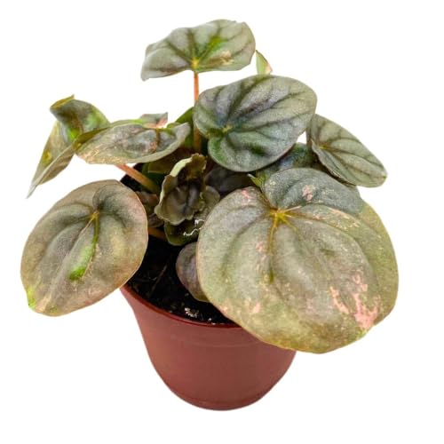 Peperomia Pink Lady 2 inch Harmony's Pink Variegated pep Strong Genetics