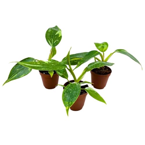 BubbleBlooms Philodendron White Princess, 2 inch Set of 3, Variegated Philo Tiny Mini Pixie Plants