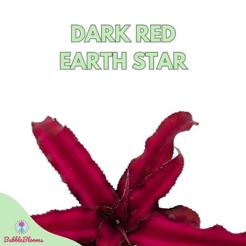 BubbleBlooms Cryptanthus Bivittatus in a 2 inch Pot Earth Star Bromeliad, Tiny Mini Pixie Plant, Dark Red