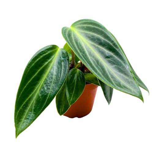 Harmony Foliage Peperomia Maculosa, Spotted-Stalked Pep, Monster Peperomia