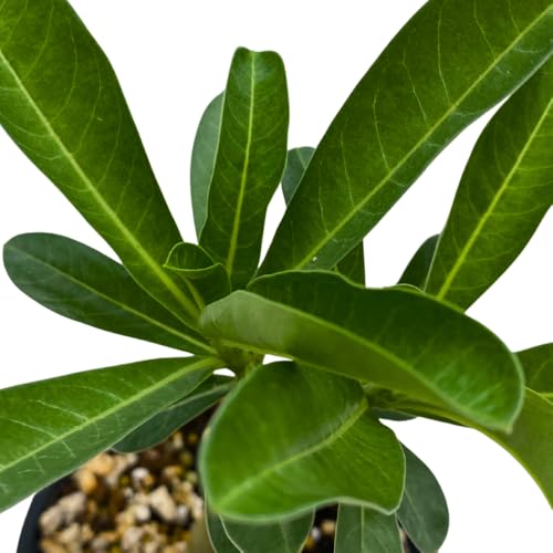 BubbleBlooms Desert Rose Apple in a 4 inch Pot Extremely Rare Flower