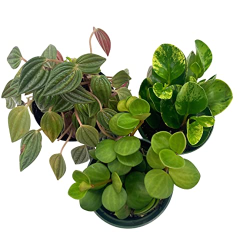 BubbleBlooms Peperomia Assortment Set, 4 inch pots, Set of 3, Watermelon, Marble, Ripple, Rosso, peppermill, Quito, Grower's Choice