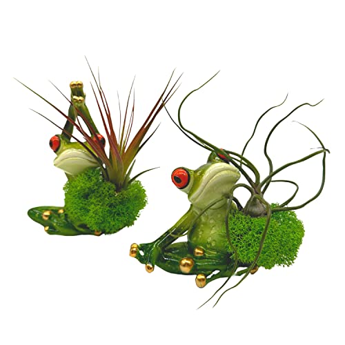 BubbleBlooms Resin Yoga Frog Air Plant Sculpture Tillandsia Planted in Hand Made Art Assorted Set of 2