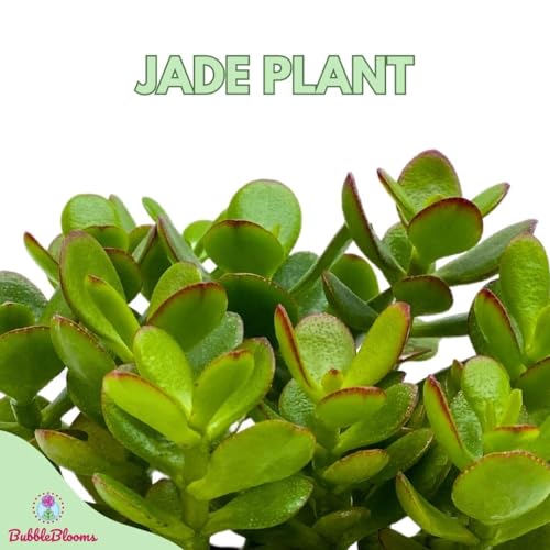 BubbleBlooms Jade Succulent in a 4 inch Pot Crassula ovata