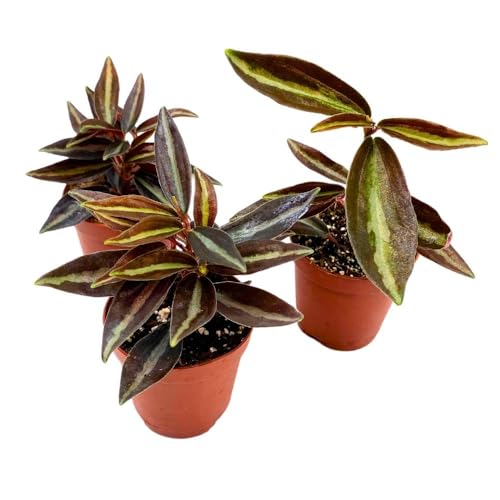BubbleBlooms Peperomia Metallica, 2 inch Set of 3, Repii Tiny Mini Pixie Plants