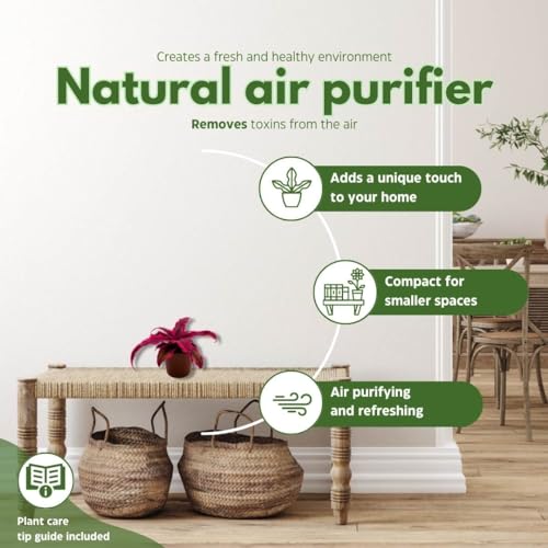 BubbleBlooms Cryptanthus Bivittatus in a 2 inch Pot, Tiny Mini Pixie Plant, Bright Pink