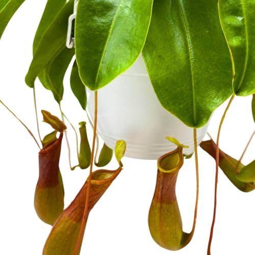 BubbleBlooms Carnivorous Plant Nepenthes Winged Pitcher 6 inch HB